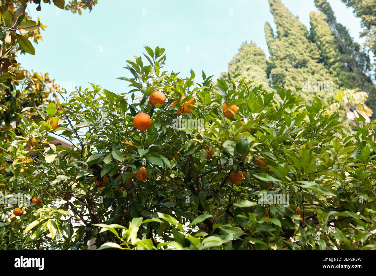 Ripe navel oranges on the trees Stock Photo