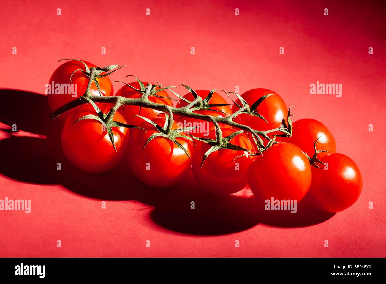cherry tomato branch on red background Stock Photo