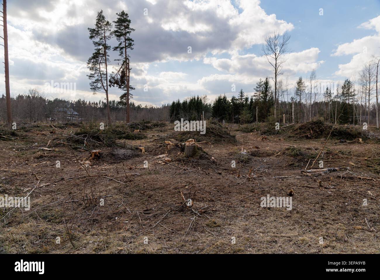 A wide shot of a logged woodland area covered in dry branches and freshly cut tree stumps with a distant forest line. Stock Photo