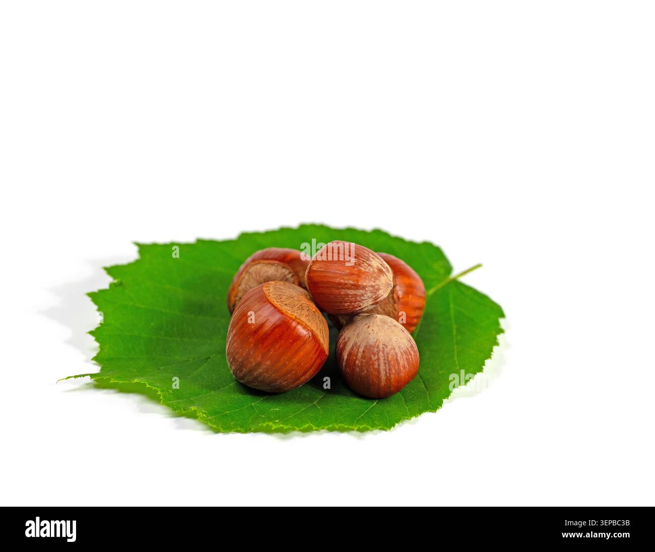 Hazelnuts isolated on white background Stock Photo