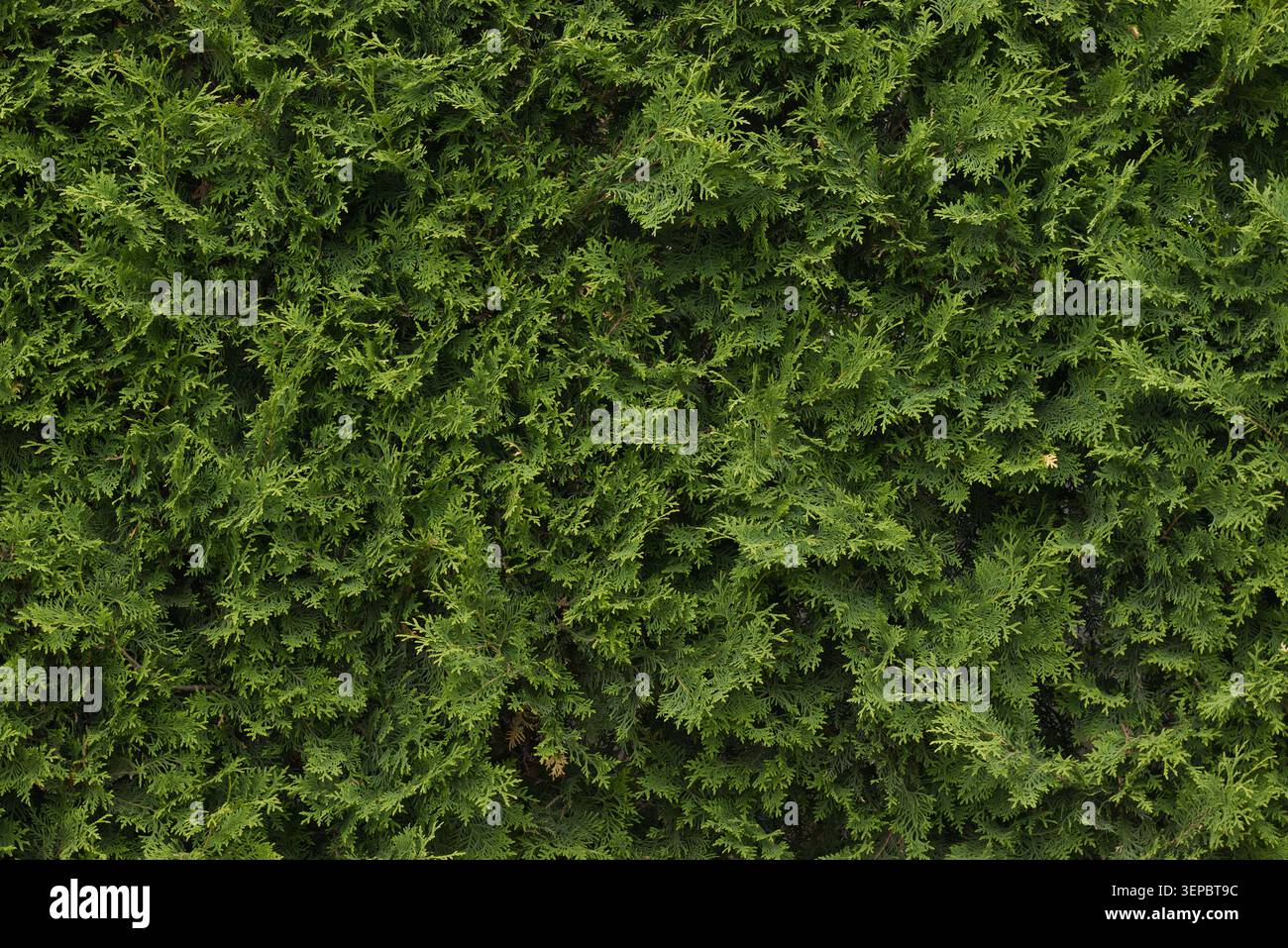 Green Thuja Hedge Texture Background Stock Photo