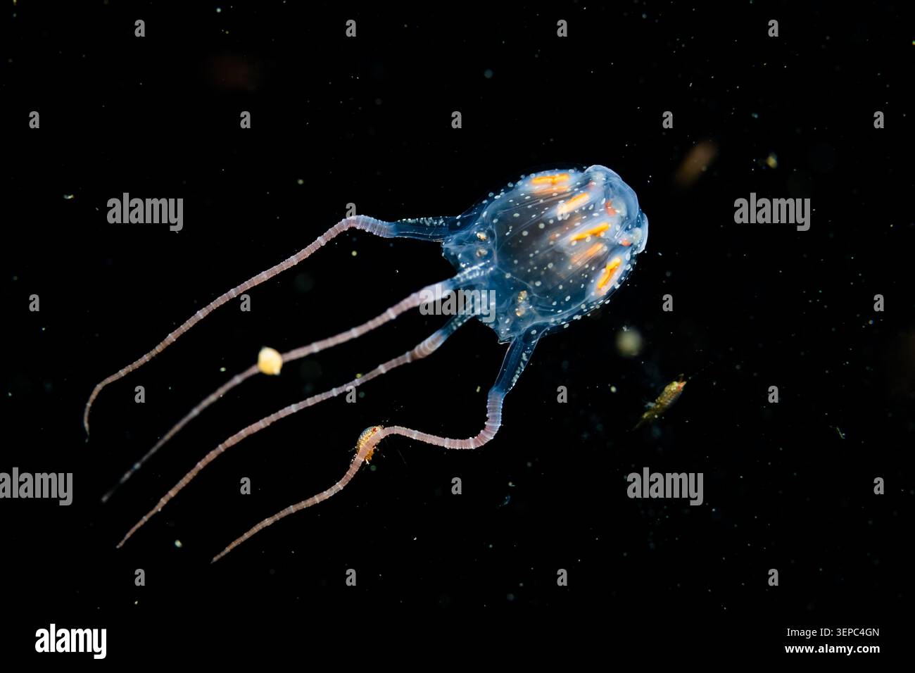 Sivickis' box jellyfish Copula sivickisi in blackwater, pelagic