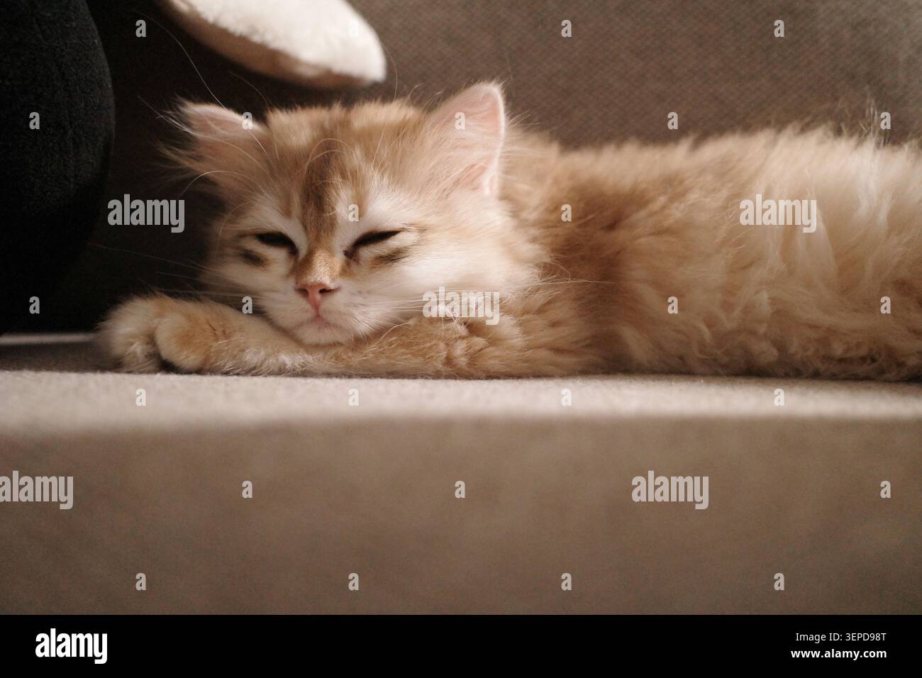 A Sleeping British long-haired kitten Stock Photo