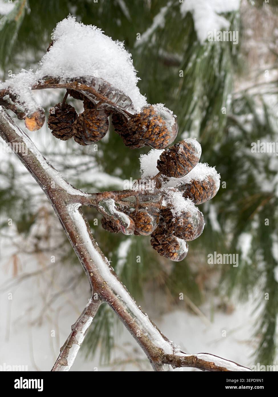 Ice coating on evergreen branch with pinecones Stock Photo