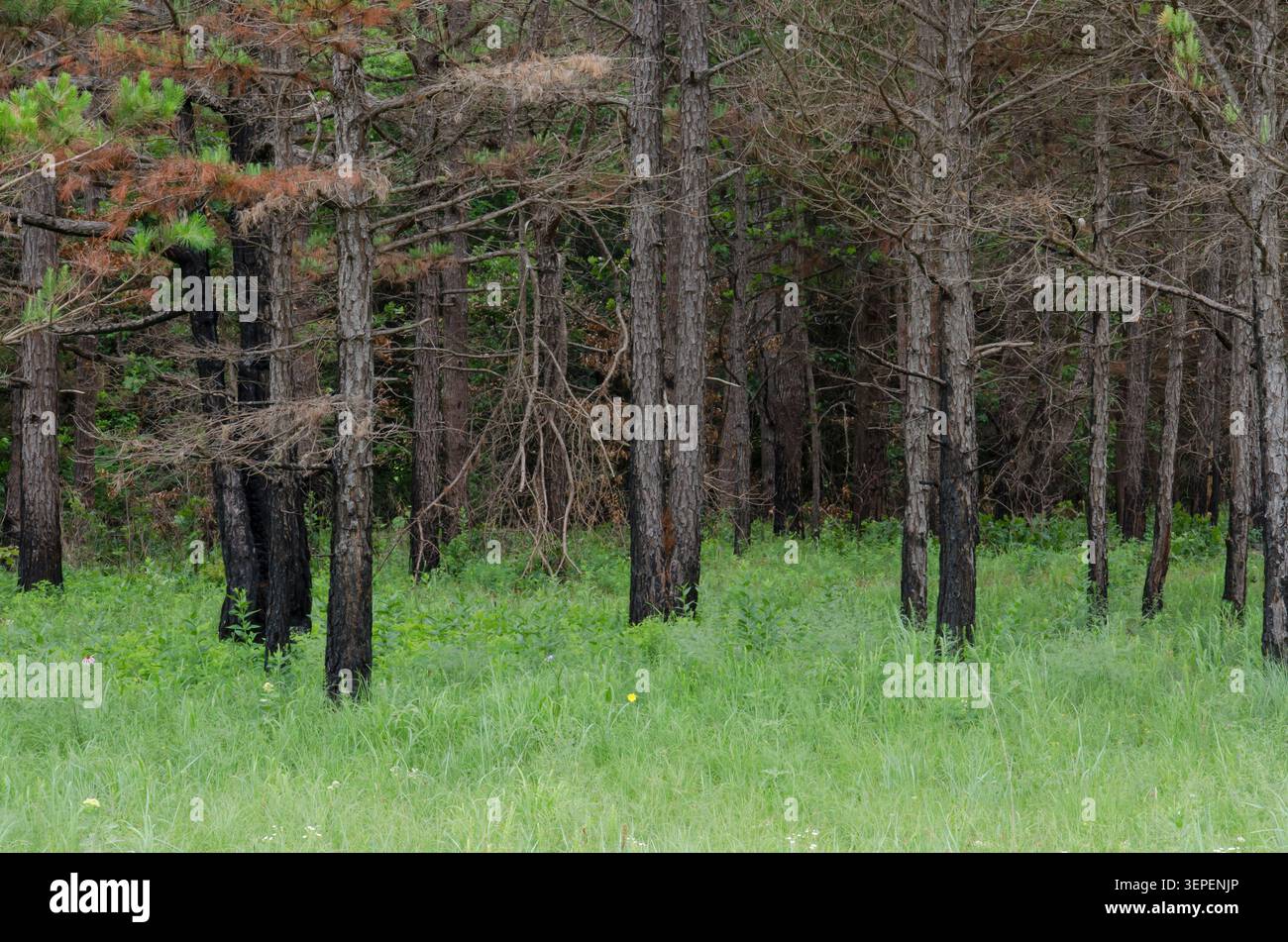 Shortleaf Pine, Pinus echinata, trunks charred after fire Stock Photo