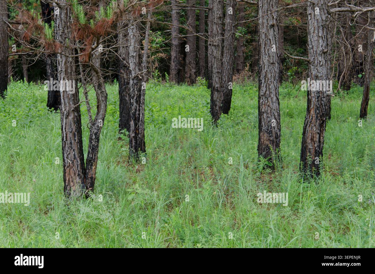 Shortleaf Pine, Pinus echinata, trunks charred after fire Stock Photo