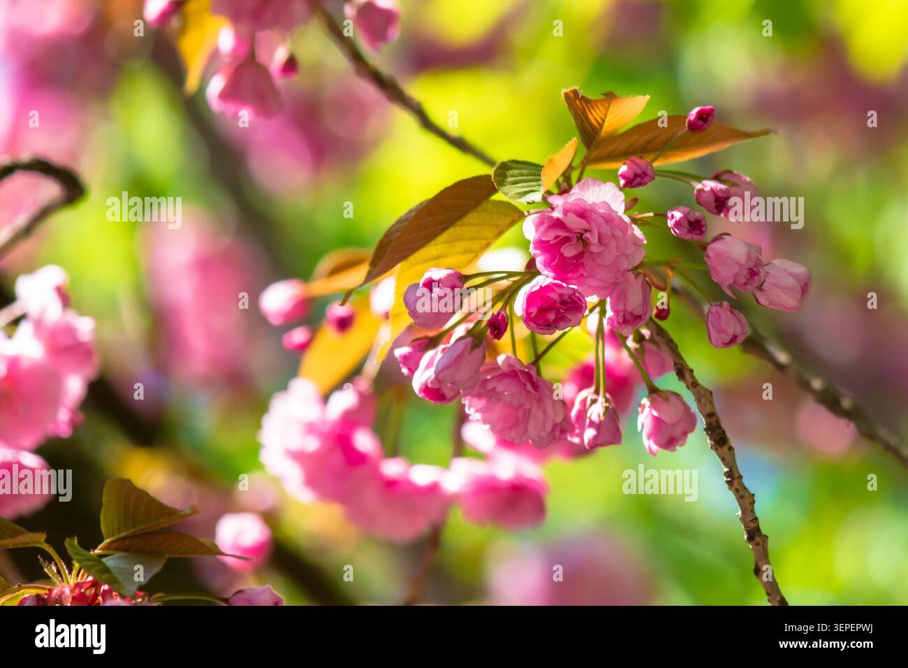 pink flower of sakura tree in spring. branch of cherry blossom in april. floral nature background for hanami celebration Stock Photo