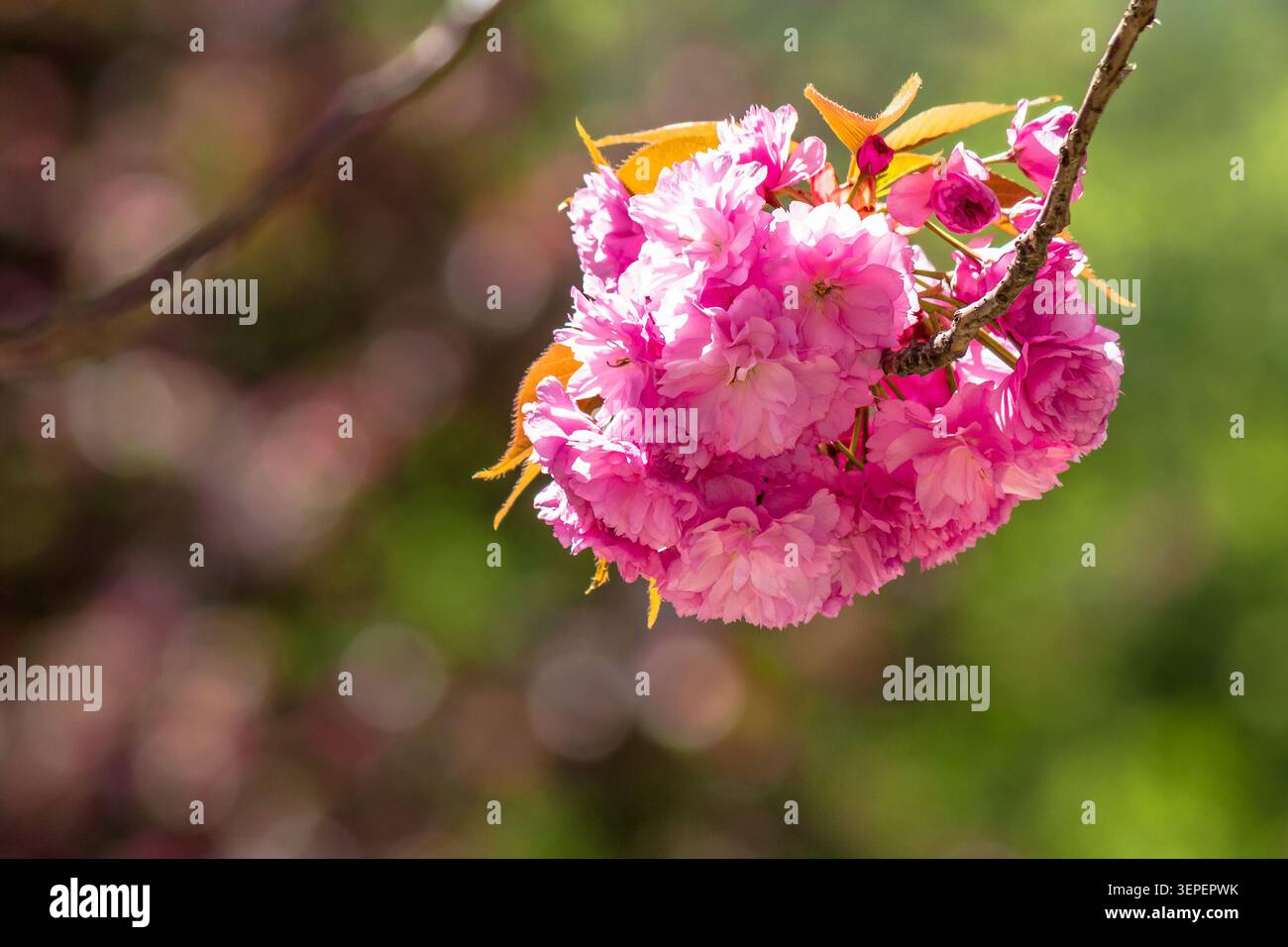pink flower of sakura tree in spring. branch of cherry blossom in april. floral nature background for hanami celebration Stock Photo