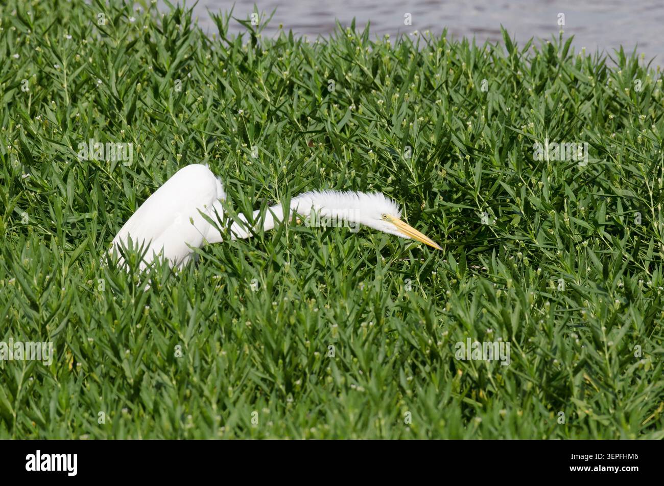 Great Egret, Ardea alba, fluffing feathers Stock Photo