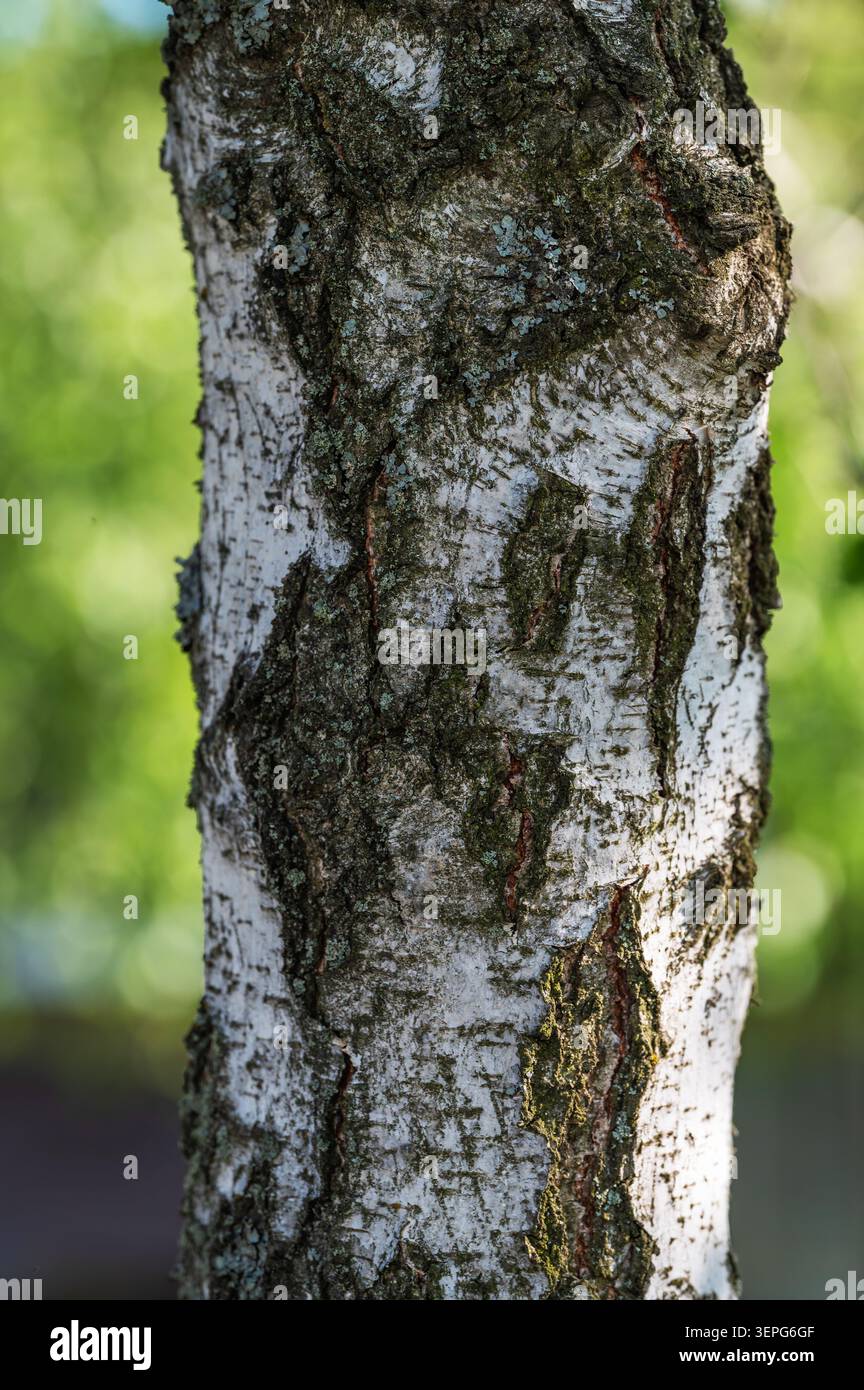 Detailed Birch Tree Bark Texture Closeup Stock Photo
