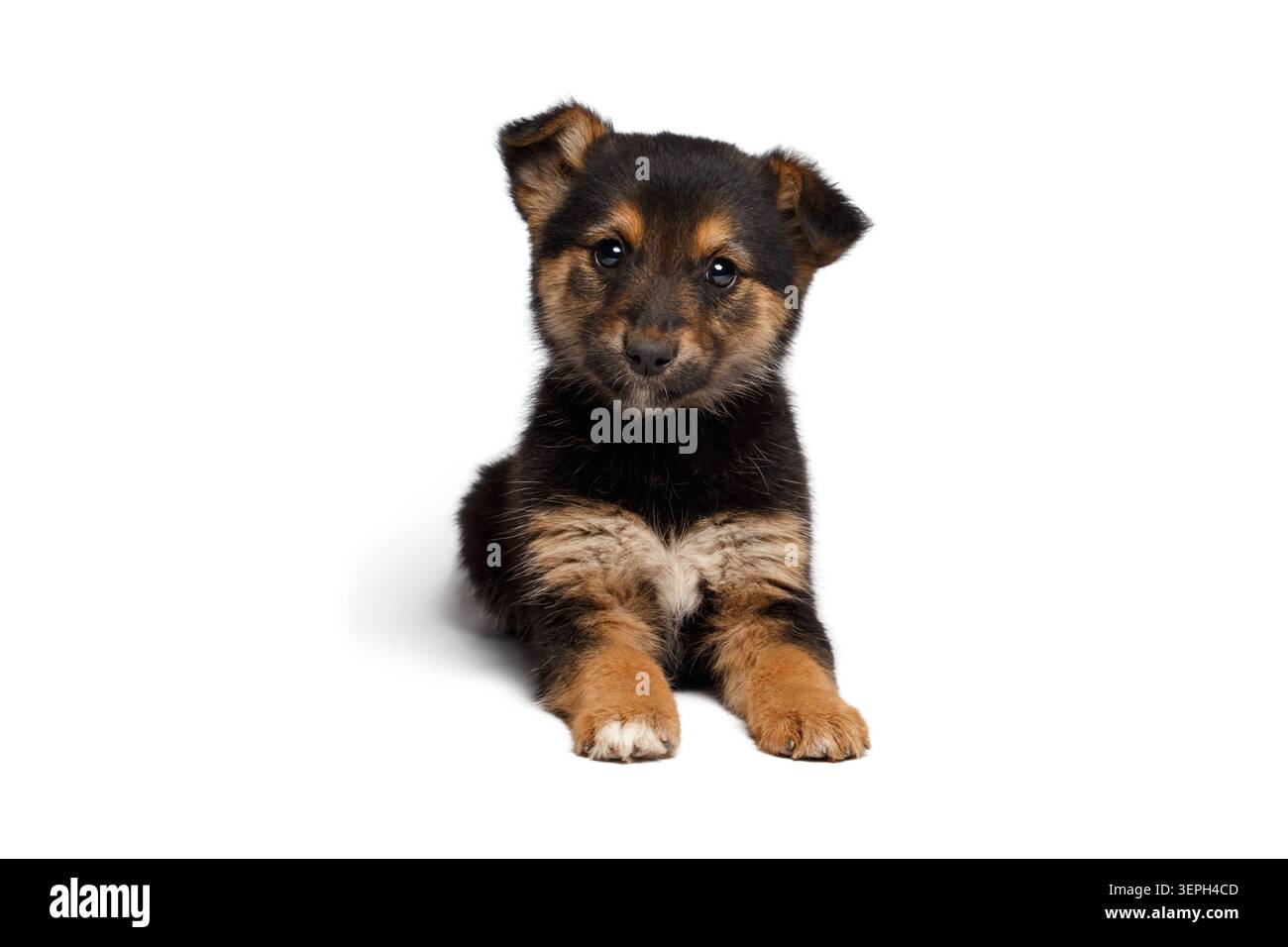 Mixed breed black and tan puppy lying down and looking aside on white background, studio portrait Stock Photo