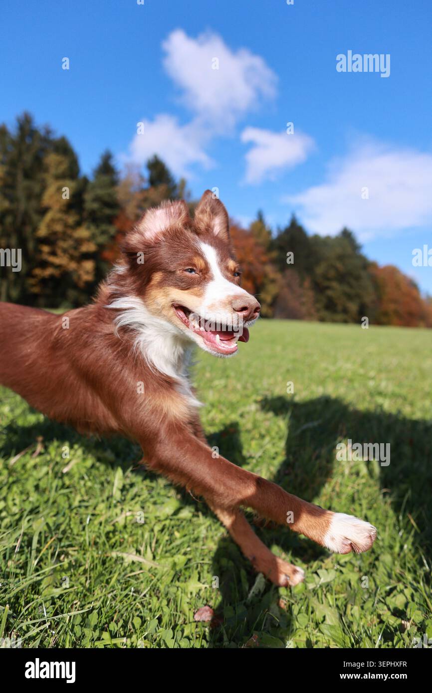 A brown and white dog is running in a field with a blue sky in the background Stock Photo