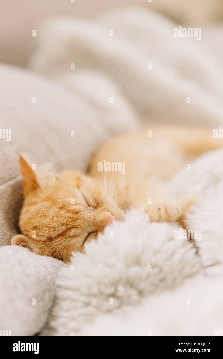 Sleeping ginger kitten on soft blanket Stock Photo