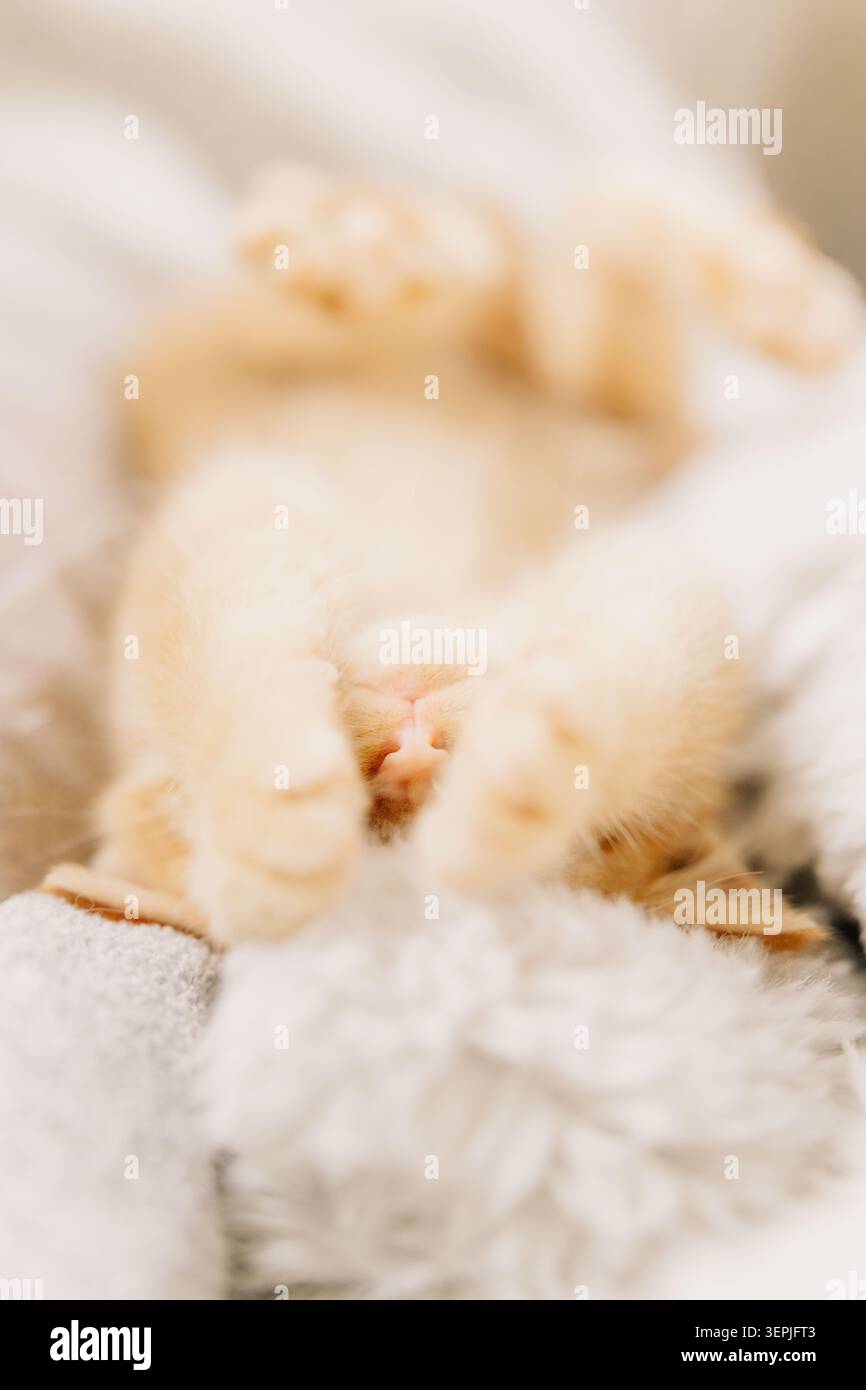 Sleepy ginger kitten hiding its face Stock Photo