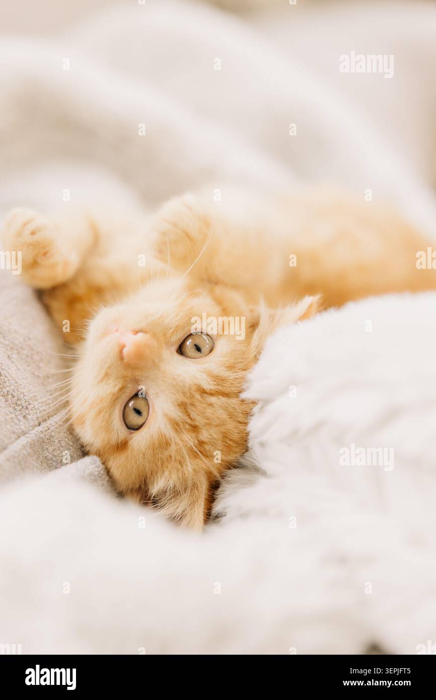 Cozy ginger kitten lying on soft blanket Stock Photo