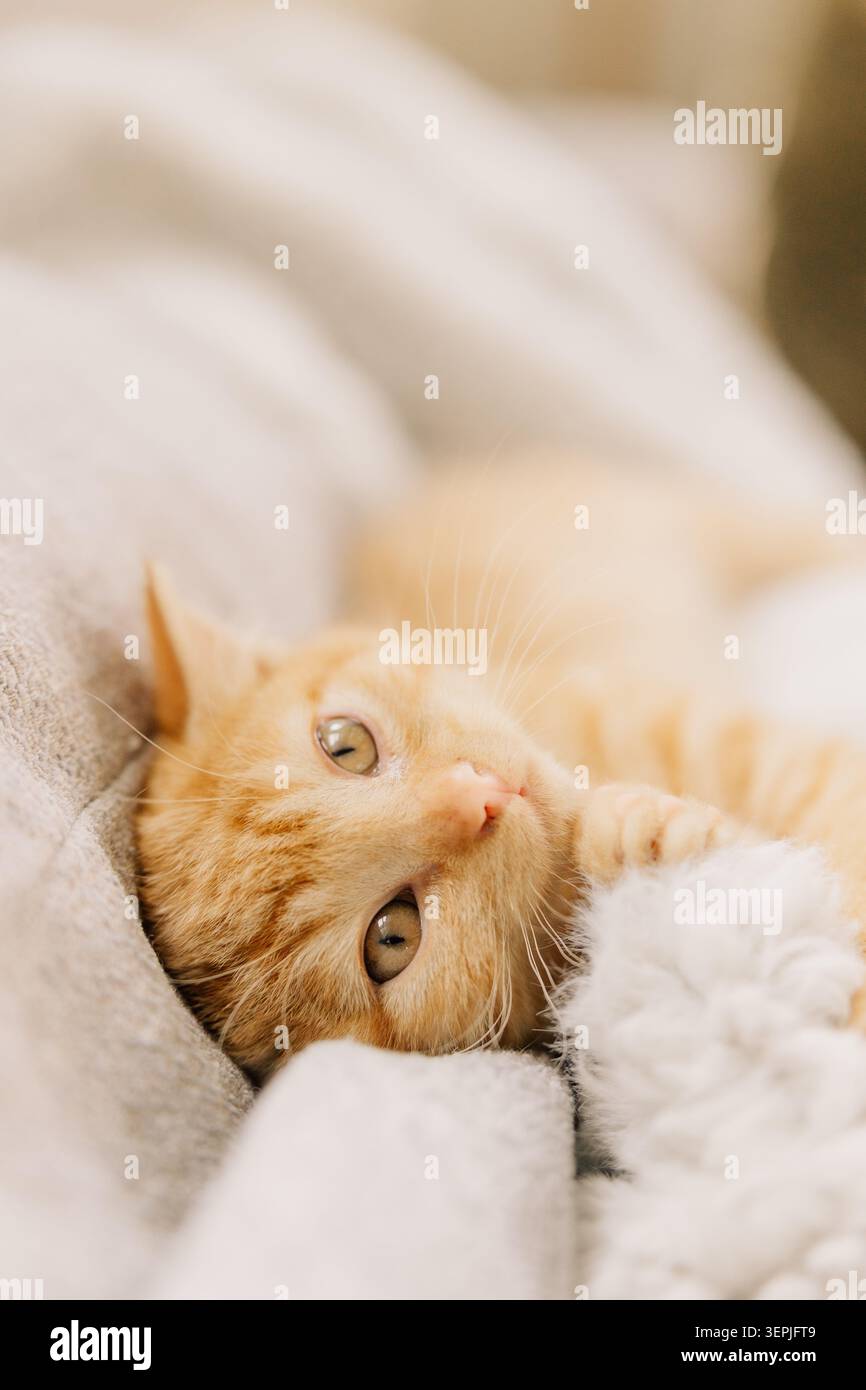 Cozy ginger kitten resting on soft blanket Stock Photo