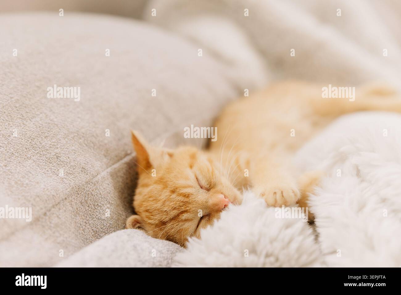 Ginger kitten sleeping on soft blanket Stock Photo