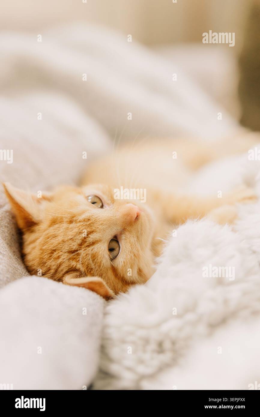 Cozy ginger kitten resting on soft blanket Stock Photo