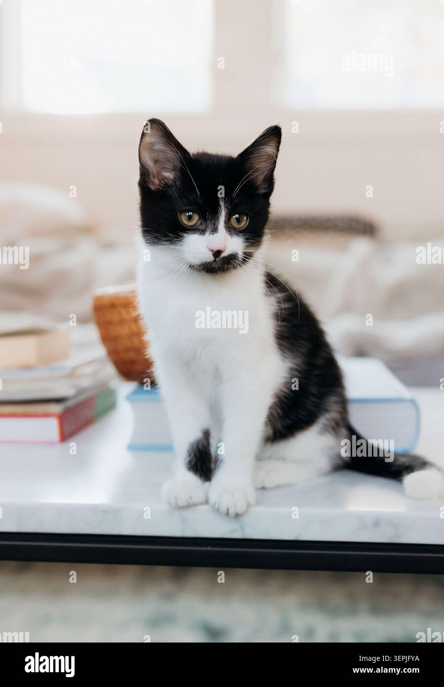 Charming black and white kitten on table Stock Photo