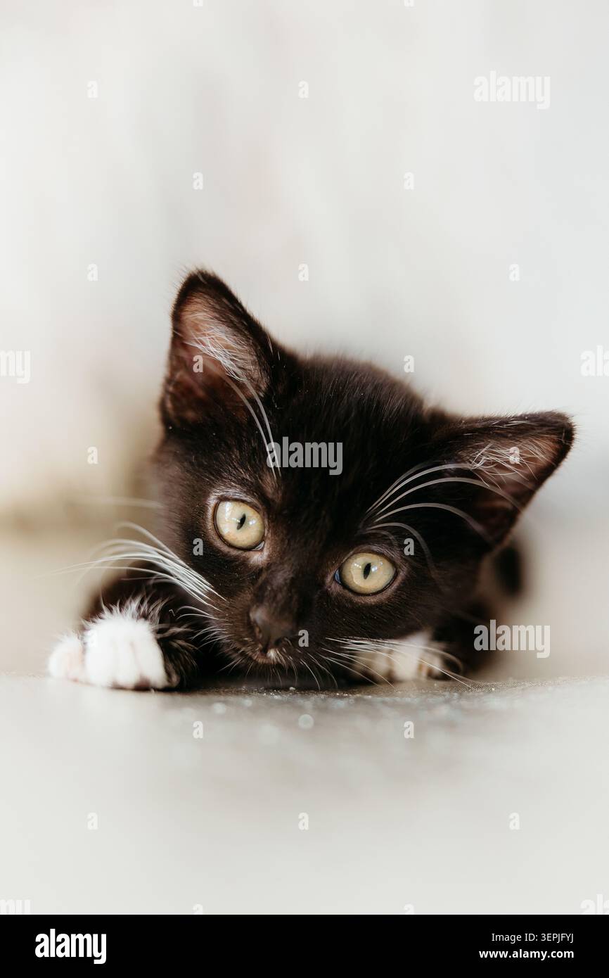 Tiny black and white kitten lying on floor Stock Photo