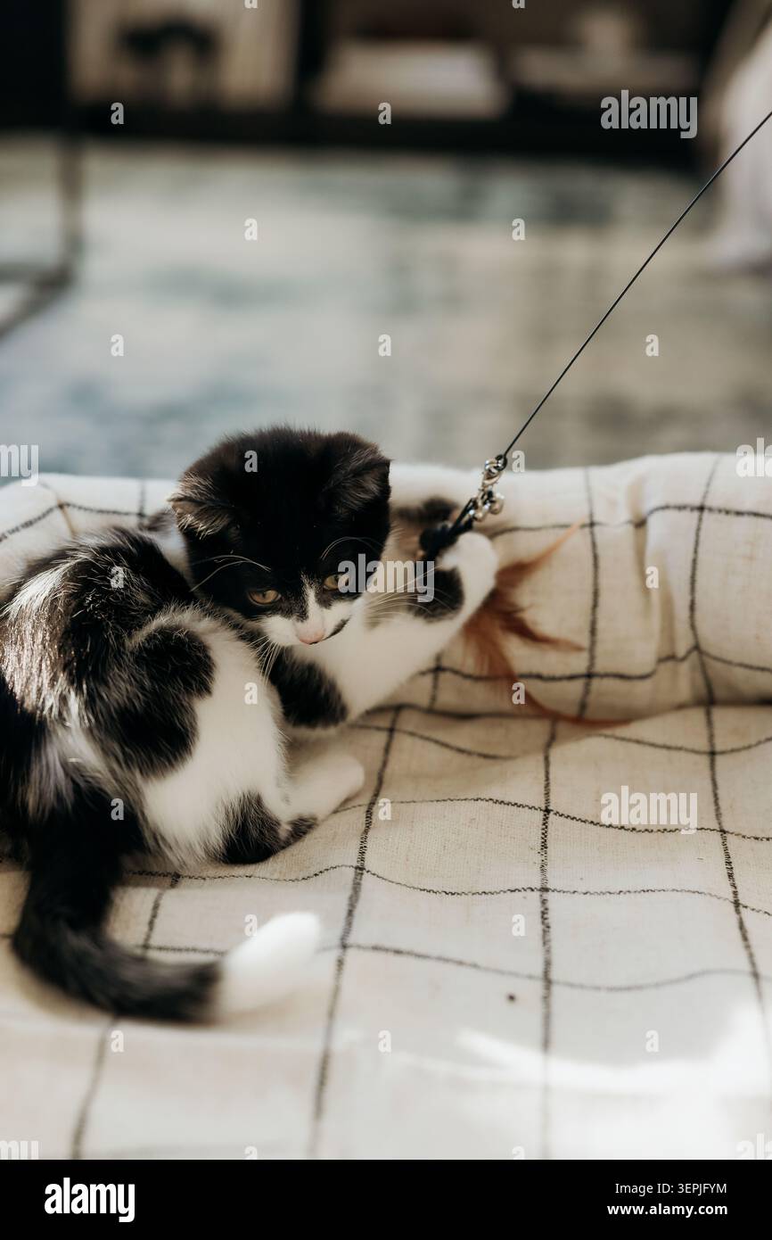 Playful black and white kitten on blanket Stock Photo