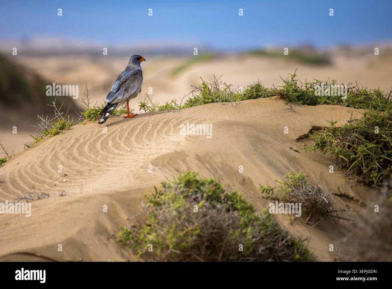 Pale Chanting Goshawk on a windswept desert dune Stock Photo
