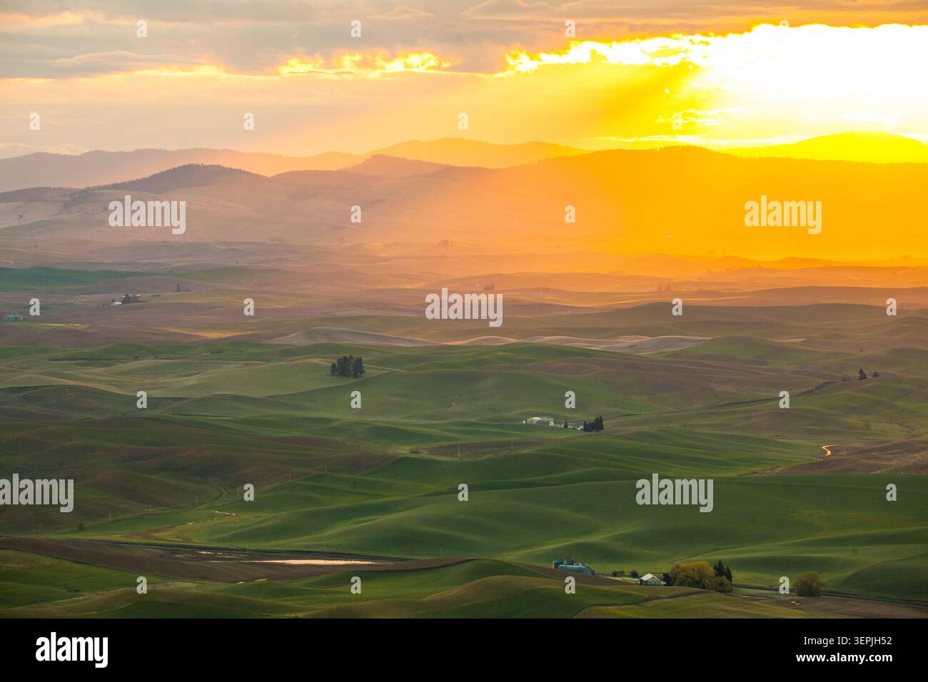 Golden sunset light over rolling green hills Stock Photo