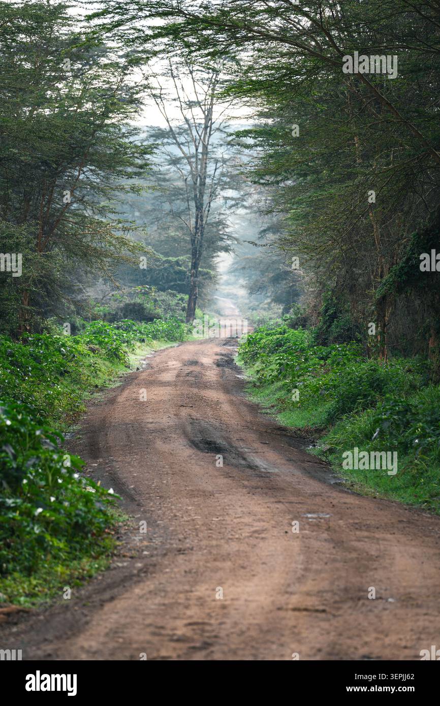 Misty dirt road winding through dense green forest Stock Photo