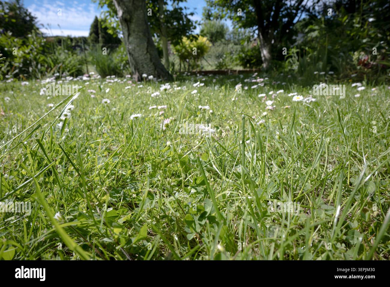 Garden daisies growing in the lawn. Stock Photo