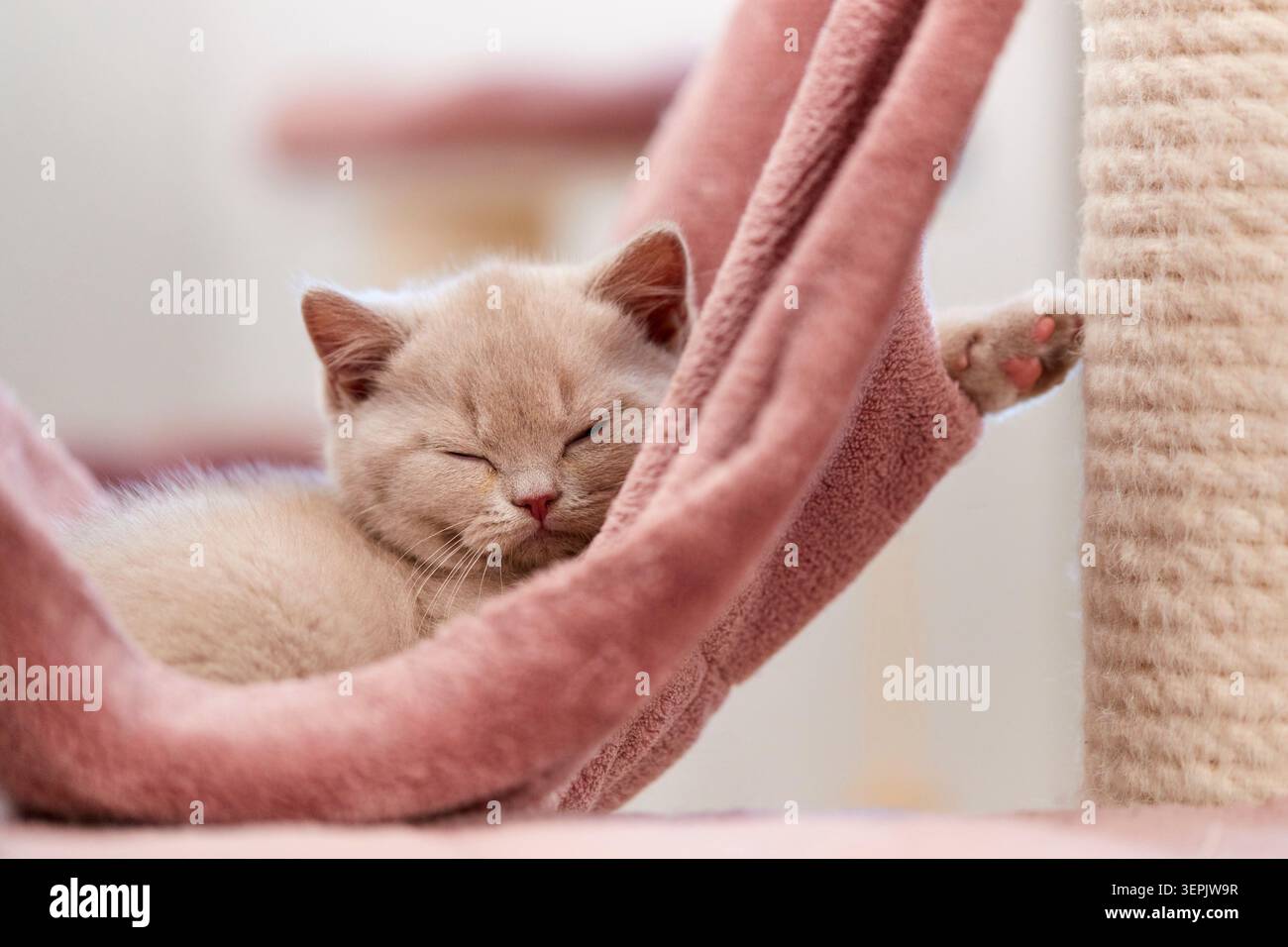British Shorthair cat. Kitten sleeping in a hammock. Germany Stock Photo