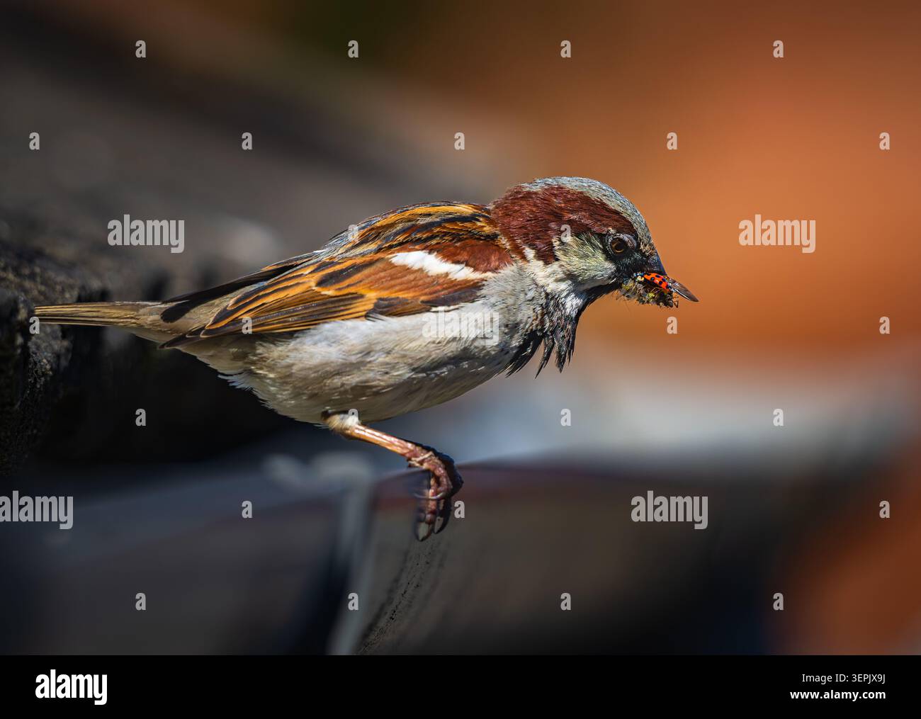 Sparrow Insect Male House Sparrow (Passer domesticus) carrying insects in its beak ...