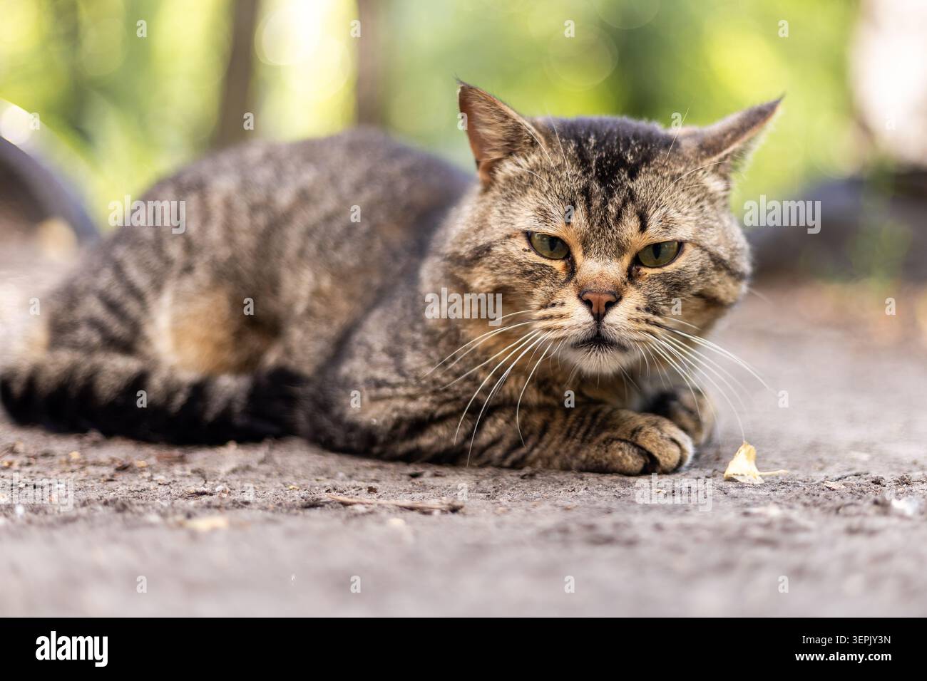 photo Stock Photo