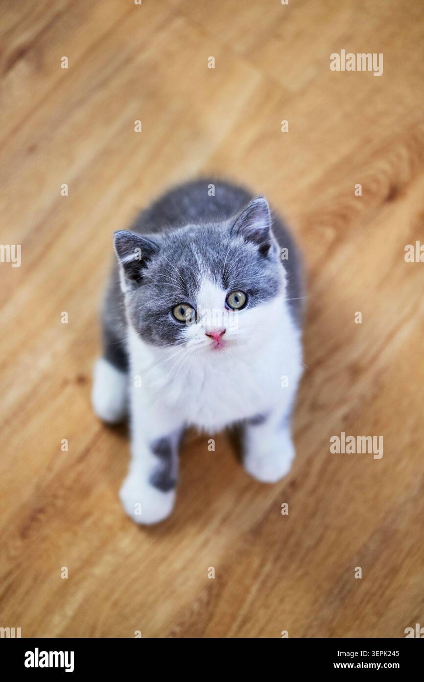 British Shorthair. Kitten sitting on parquet. Germany Stock Photo