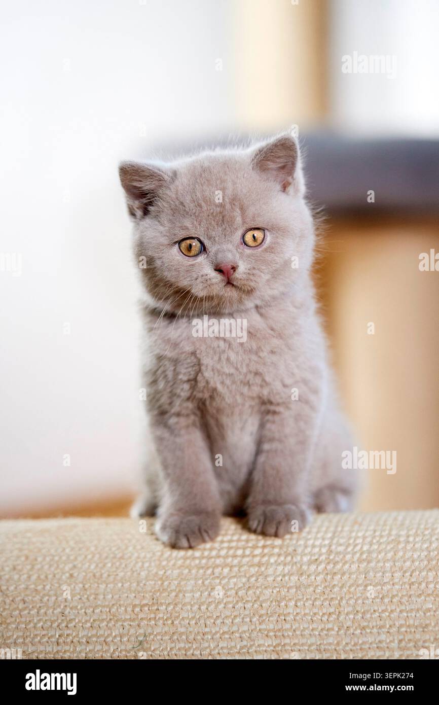 British Shorthair. Kitten sitting on scratching board. Germany Stock Photo