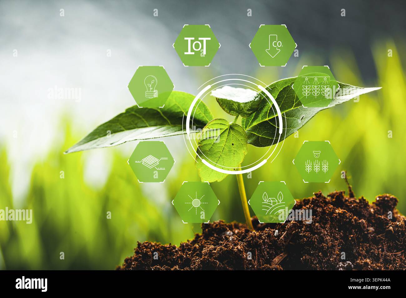 Smart farm technology enhances plant growth using IoT and data management methods Stock Photo