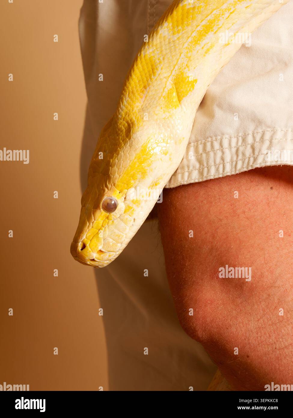 Albino Burmese python (Python bivittatus) held by an animal handler during an educational wildlife presentation in France. Stock Photo