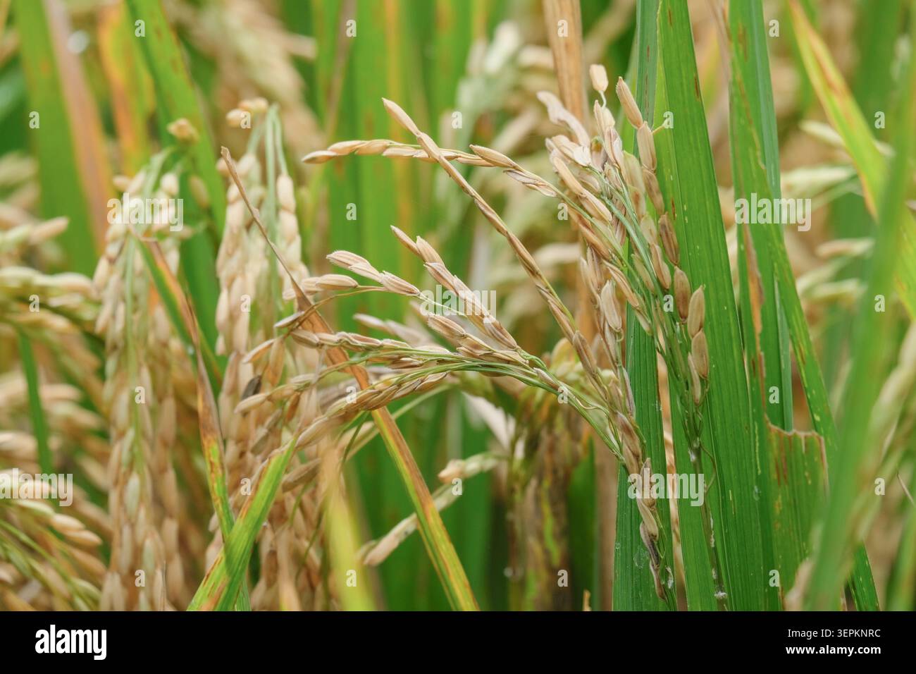 Close-up of Oryza sativa rice panicles with golden grain heads bending ...