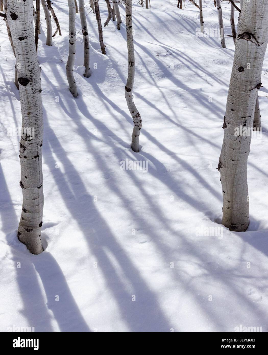 Aspen sapling trunks in snow Stock Photo