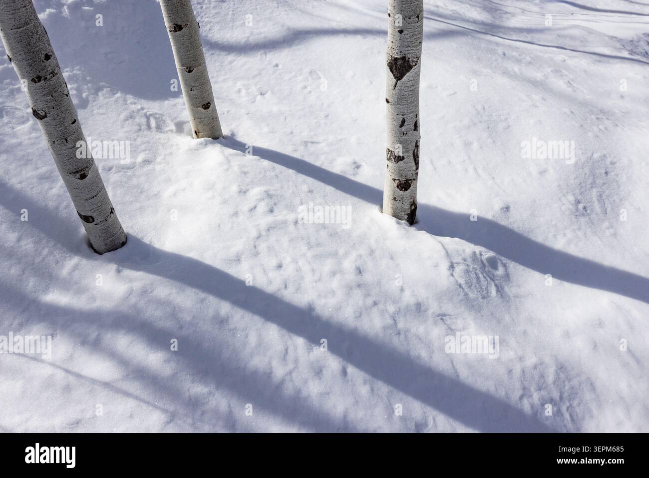 Aspen sapling trunks in snow Stock Photo