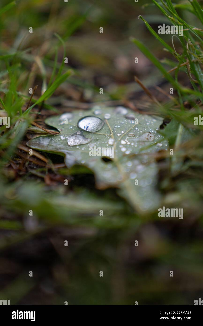 Macro Water Droplets on Fallen Oak Leaf in Forest Grass Stock Photo
