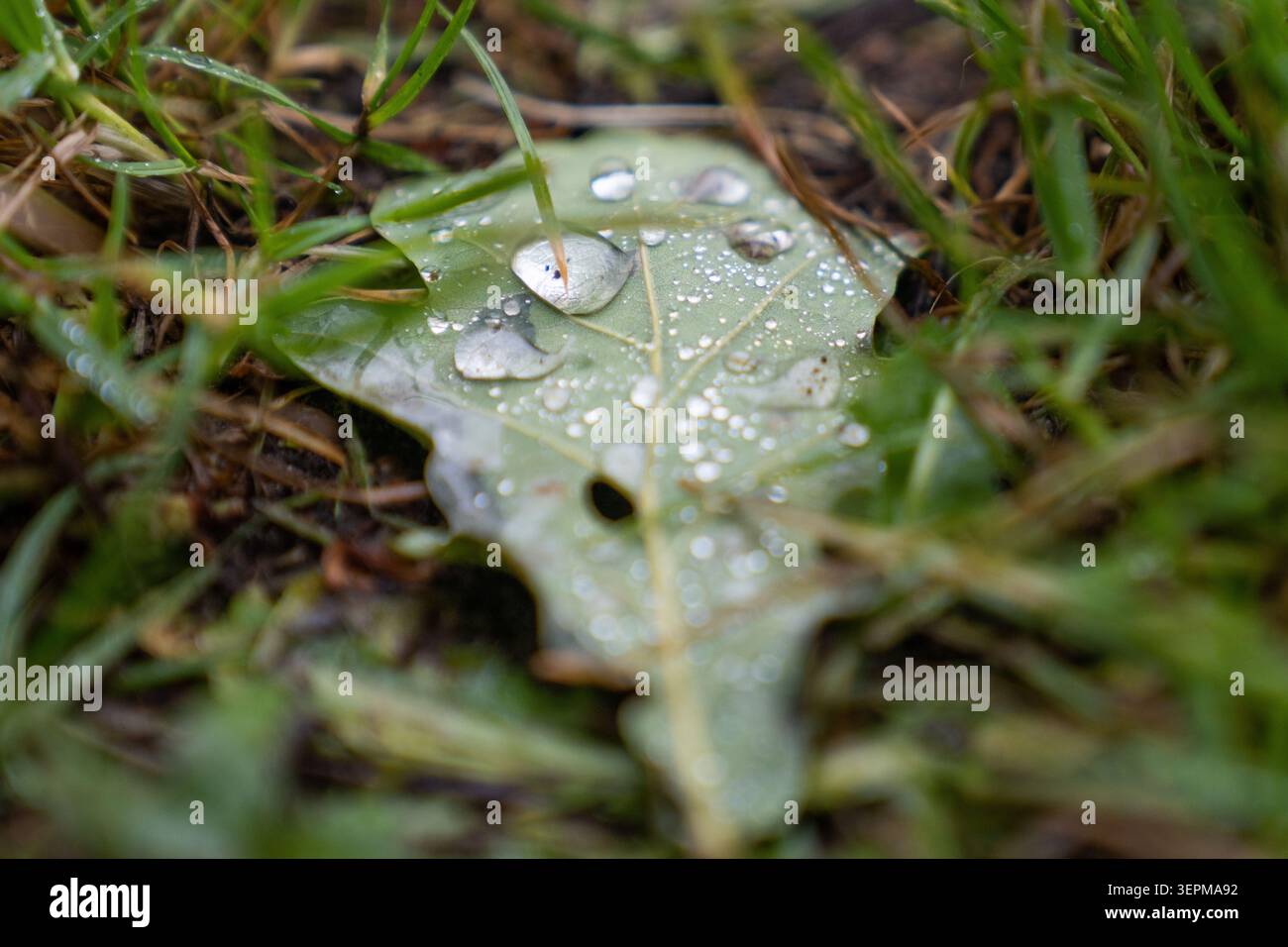 Macro Water Droplets on Fallen Oak Leaf in Forest Grass Stock Photo