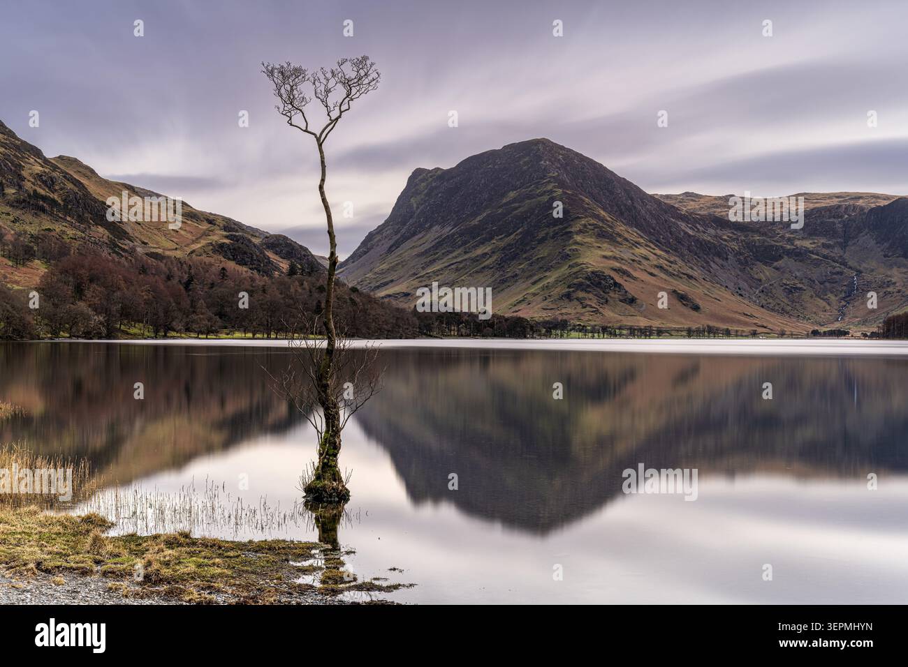 Buttermere Lone Tree Stock Photo