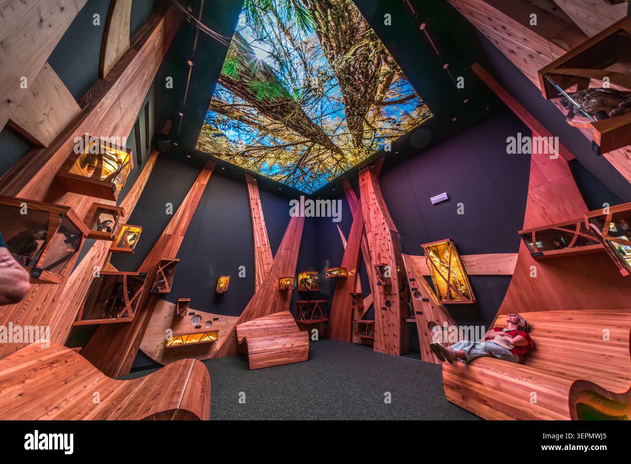 An exhibition space at the Hohe Tauern National Park Worlds (Nationalparkwelten Hohe Tauern) in Mittersill is designed to resemble a mountain forest, with display cases shaped like tree trunks and a ceiling mural depicting the canopy and the sky. A visitor is resting on one of the wooden benches. Gerlos Straße, Klausen, Schattberg, Mittersill, Bezirk Zell am See, Salzburg, 5730, Austria Stock Photo