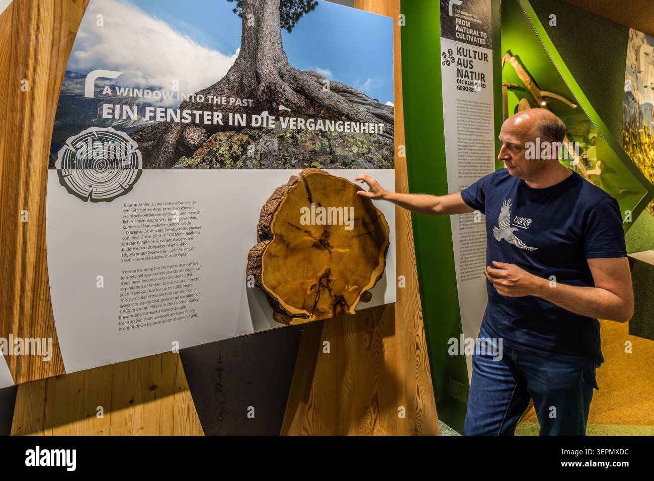 Managing Director Roland Rauch points to the cross-section of an old Swiss stone pine root in the exhibition “A Window into the Past” at the Hohe Tauern National Park Worlds in Mittersill. According to the exhibition text, Swiss stone pines can live for up to 1,000 years. Gerlos Straße, Klausen, Schattberg, Mittersill, Bezirk Zell am See, Salzburg, 5730, Austria Stock Photo