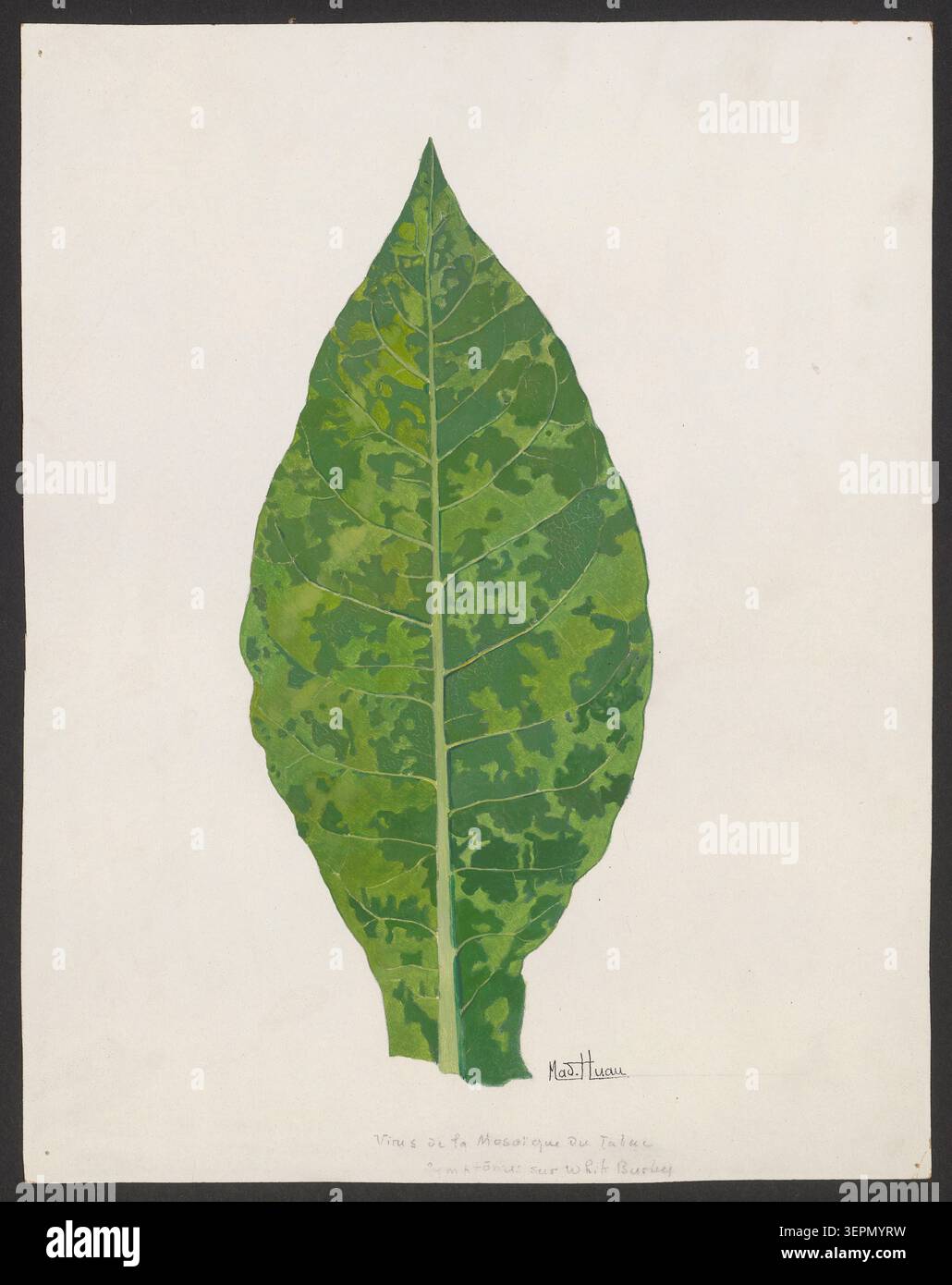 when a virus is placed on a tobacco leaf Symptom development in leaves infected with Leaf with tobacco mosaic virus