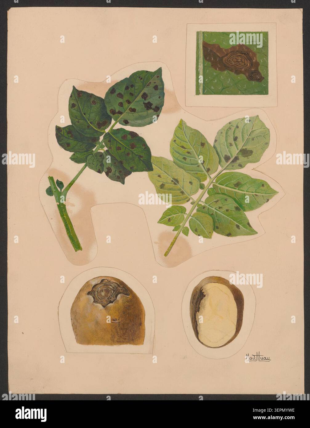 Plant pathology alternaria identification plate hi-res stock ...