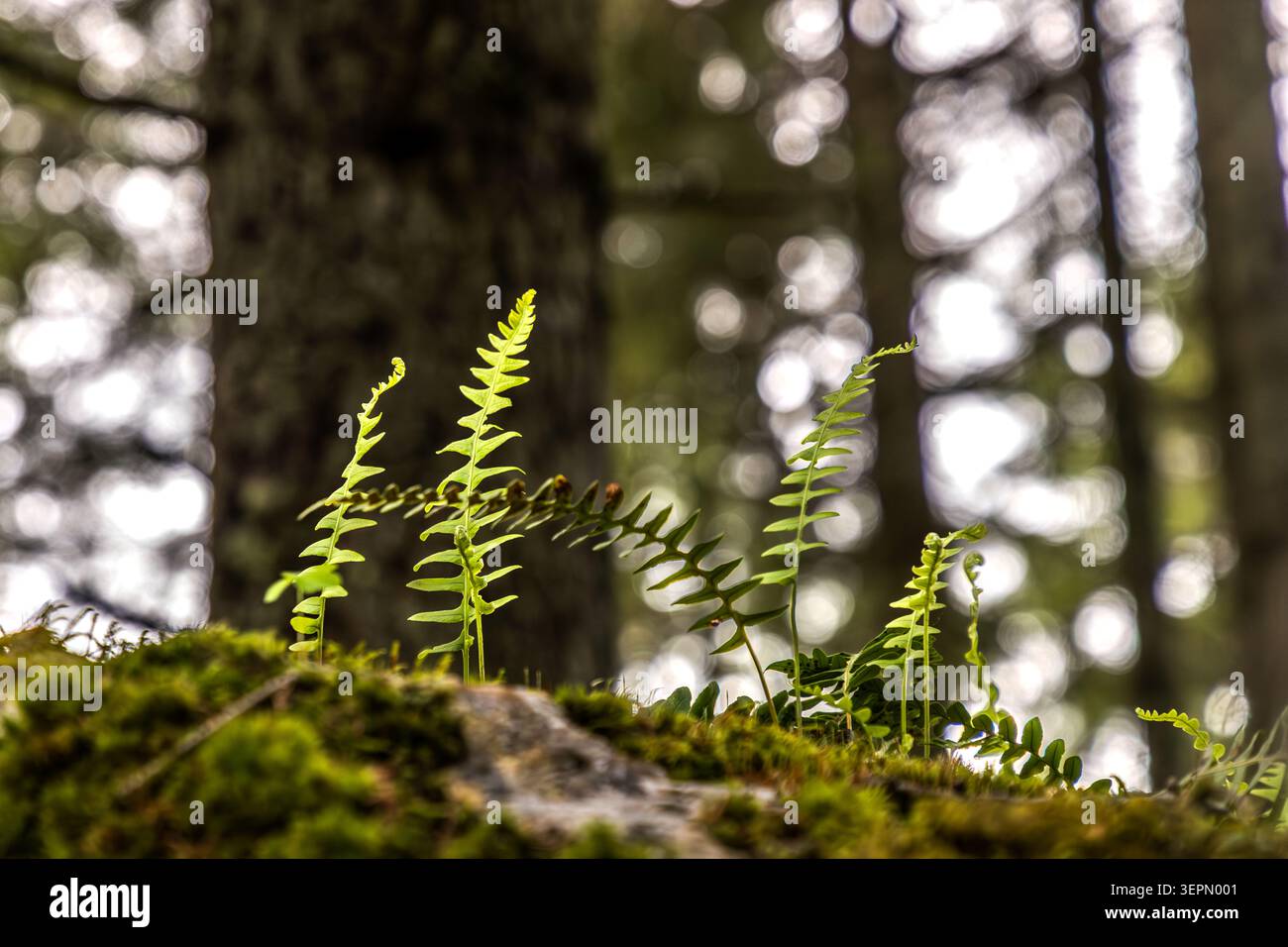 Young, unfurling fern fronds grow on a moss-covered rock in the mountain forest of the Untersulzbachtal valley. The open coniferous forest with dense undergrowth is typical of the unspoilt torrential valleys of the Hohe Tauern National Park. Sulzau, Rosental, Neukirchen am Großvenediger, Bezirk Zell am See, Salzburg, 5741, Austria Stock Photo