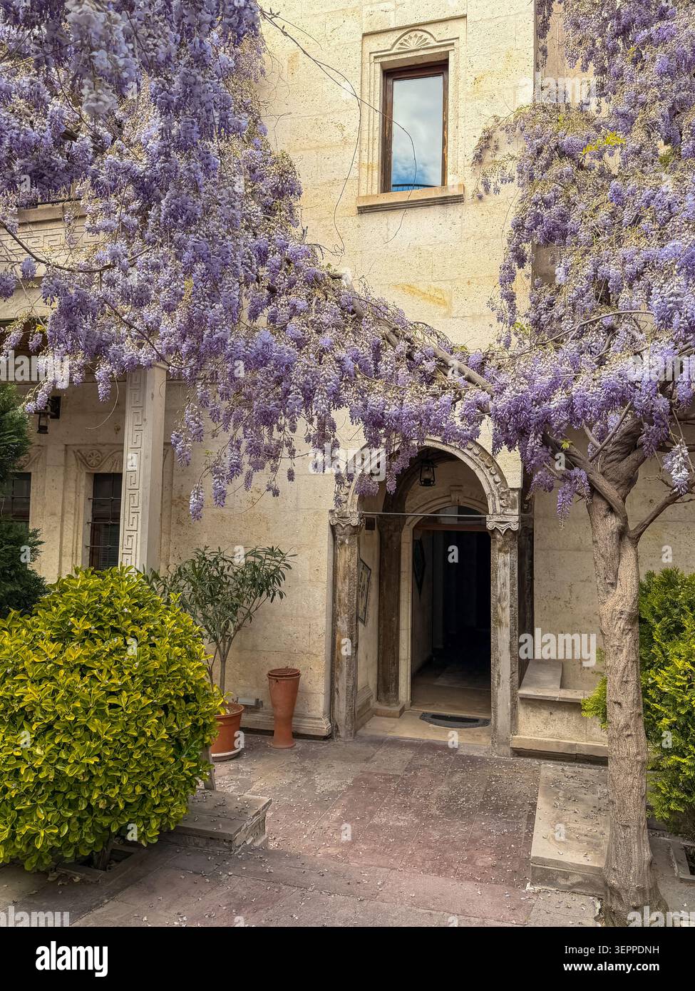This captivating image showcases a charming entrance draped in vibrant wisteria blossoms, typical of Cappadocia's unique architectural style. Stock Photo