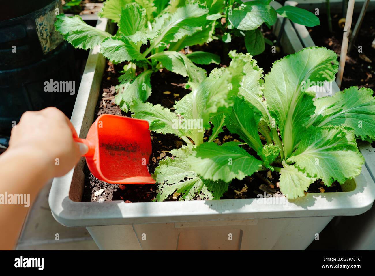 farmers harvesting vegetables Stock Photo