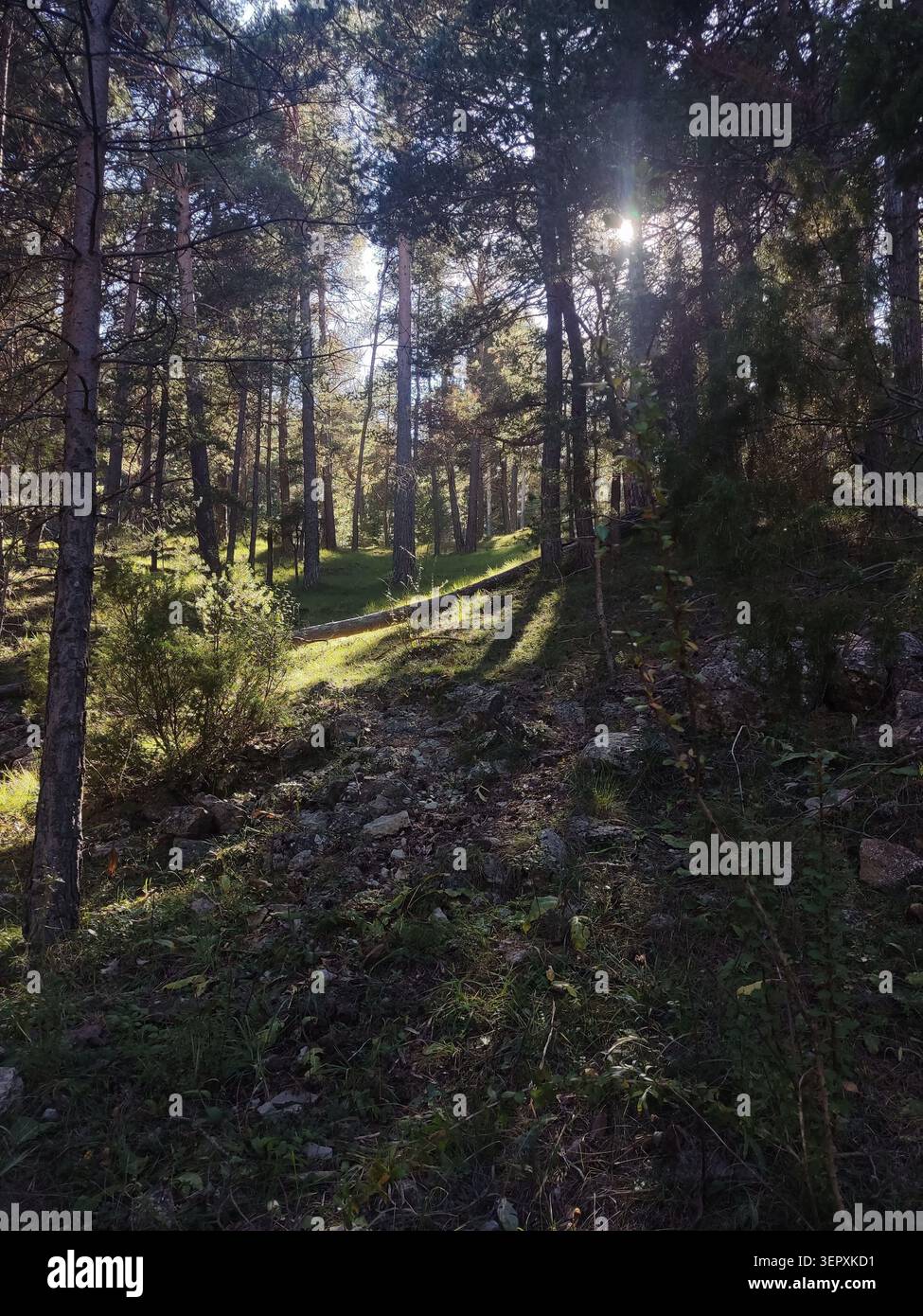Sunbeams shining through dense pine trees on a rocky forest slope. Stock Photo